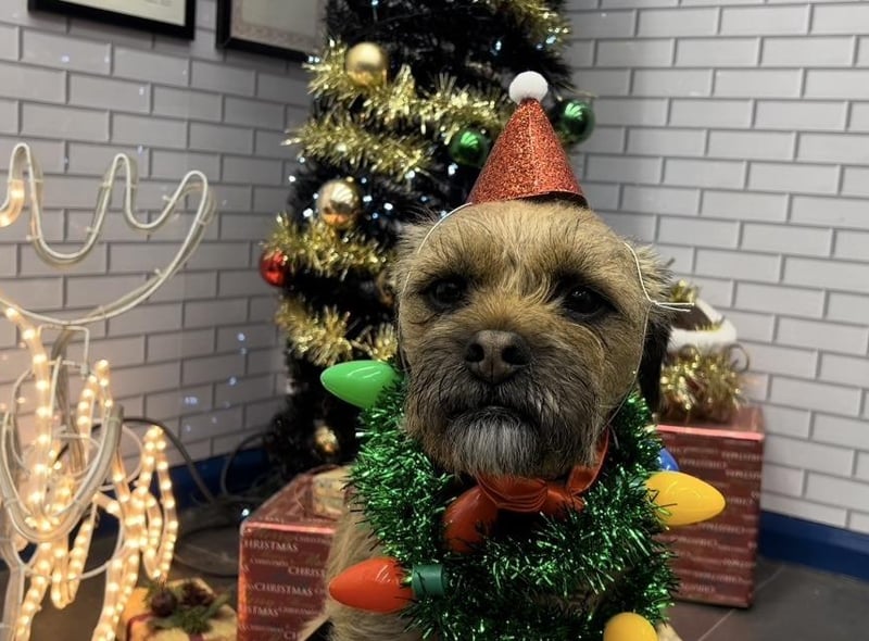 Pets2Impress stages 'Scrooge', featuring some 20 hounds in the Dickens classic.:Pets2Impress stages 'Scrooge'