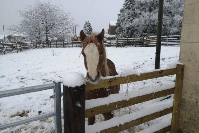 A beautiful horse in a snowy field. From Rach Ann.