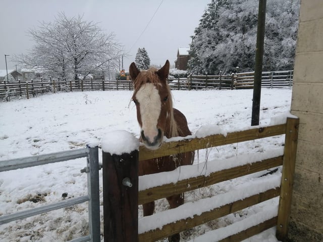 A beautiful horse in a snowy field. From Rach Ann.