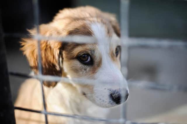 Dog thefts on the rise