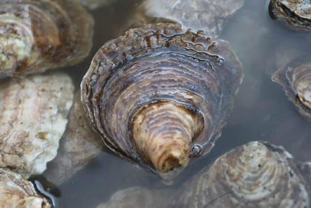 Oyster reefs are part of the project