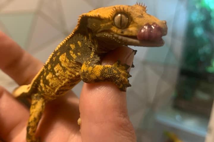 A cheeky face from Toothless, the crested gecko.