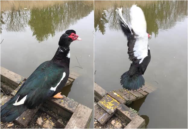 The male Muscovy duck was well-known at Tilesheads pond in East Boldon. Picture by David Brown.