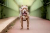 A South Tyneside mum has been banned from keeping dogs after her pet mauled four people