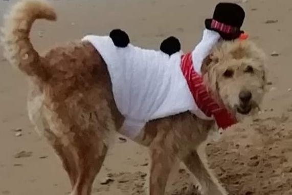 Sonny the snowdog takes a trip to the seaside.