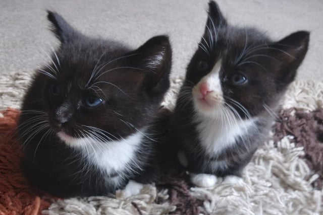 Nox and Narla's kittens are almost eight weeks old. They will get their names when they go to their forever homes soon.