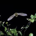 Photo issued by Hugh Clark/Bat Conservation Trust of a common pipistrelle, one of the bat species found in South Tyneside.