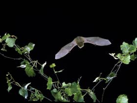 Photo issued by Hugh Clark/Bat Conservation Trust of a common pipistrelle, one of the bat species found in South Tyneside.