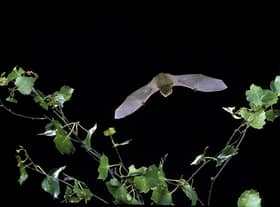Photo issued by Hugh Clark/Bat Conservation Trust of a common pipistrelle, one of the bat species found in South Tyneside.