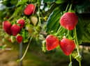 For those hoping to grow their own fruit this year, why not try growing strawberries. Planting now gives you a harvest around early summer