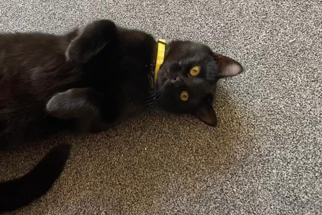 Salem knows he's cute ... he's just playing with us.