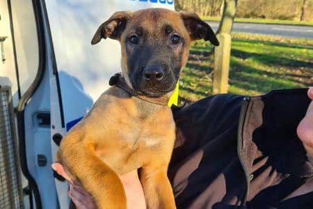 New eight week old recruit Drax who is a Belgium Malinois.