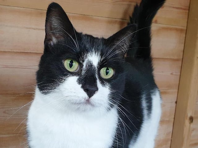 Jess is a four year old Domestic Shorthair crossbreed. She has been with the RSPCA for about six weeks, and is ready to find her forever home. Ideally, she’s looking for a nice, quiet and calm home to settle into. She is very affectionate, but also requires her own alone time. She would prefer to be the only pet in the house, and live with adults only. She is being cared for at the RSPCA Stubbington Ark branch.