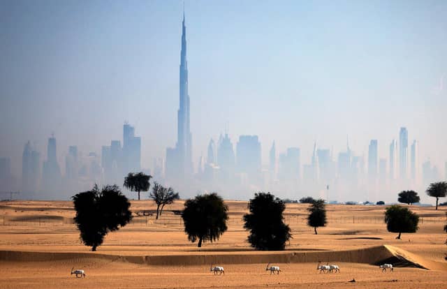Arabian oryx antelopes are pictured in the desert in the United Arab Emirates (UAE), against a view of the city of Dubai, on the first day of Eid al-Fitr, which marks the end of the Muslim fasting month of Ramadan, on May 13, 2021. (Photo by KARIM SAHIN / AFP) (Photo by KARIM SAHIN/AFP via Getty Images)