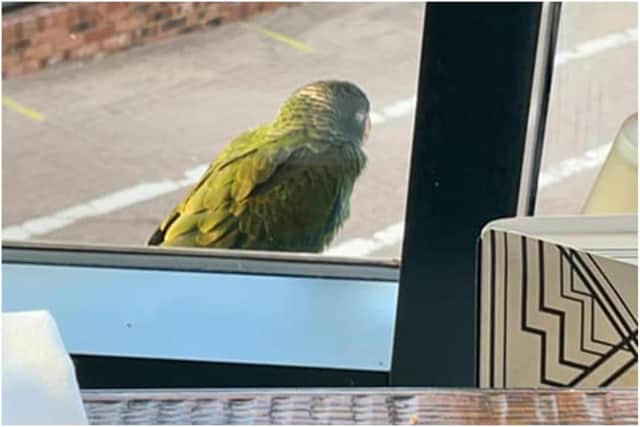 An appeal has been launched to reunite the parrot with its owner after it was spotted outside of Colmans Seafood Temple in South Shields.