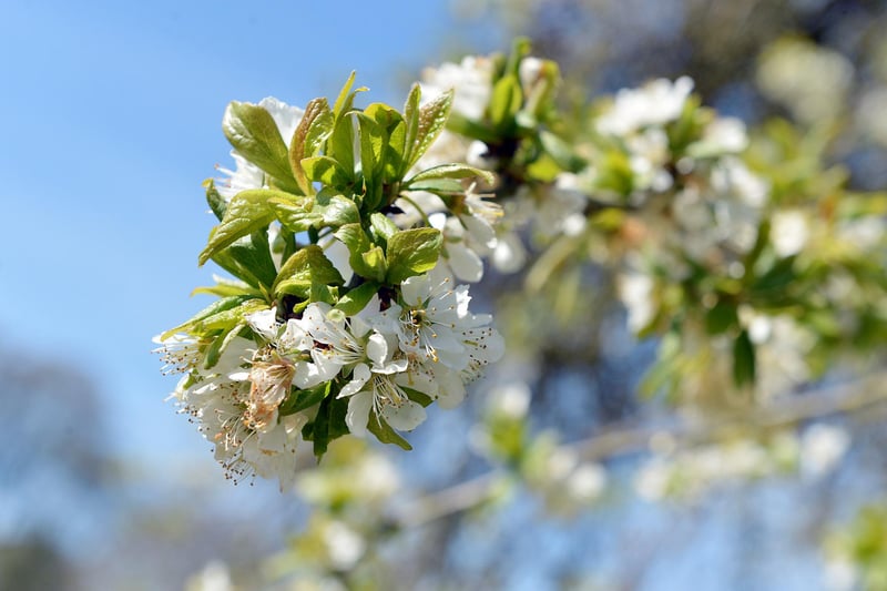 Hardwick's fruiting orchard.