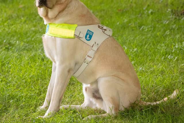 Jay the guide dog.