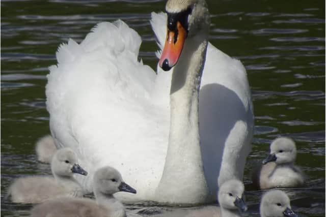 The swans named Bob and Hope had eight cygnets.