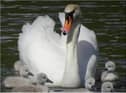 The swans named Bob and Hope had eight cygnets.