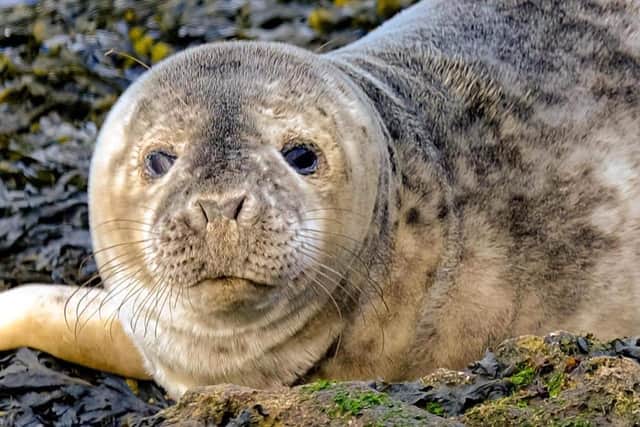 Steven Lomas captured the image of the young seal resting on the pier wall at South Shields. Picture: Steven Lomas.