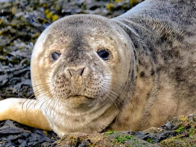 Steven Lomas captured the image of the young seal resting on the pier wall at South Shields. Picture: Steven Lomas.