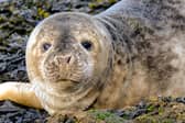 Steven Lomas captured the image of the young seal resting on the pier wall at South Shields. Picture: Steven Lomas.