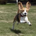 Don't be fooled by the cute looks. Beagles worship the devil.