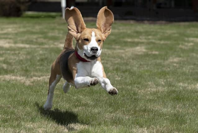 Don't be fooled by the cute looks. Beagles worship the devil.