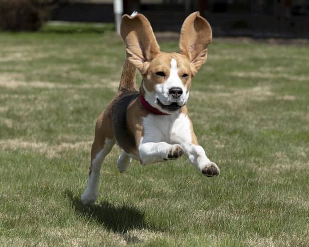 Don't be fooled by the cute looks. Beagles worship the devil.