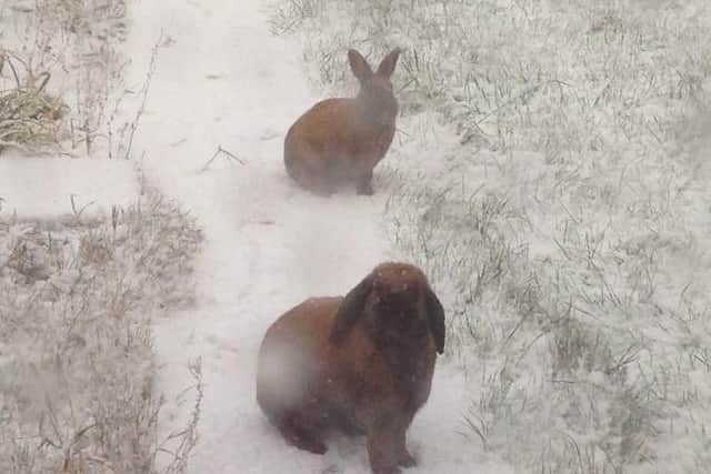 Snow bunnies in Whitburn. Picture: Mrs H on Twitter.