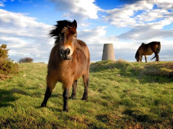 The ponies returned to Cleadon Hills last month. Picture by Tim Richardson.