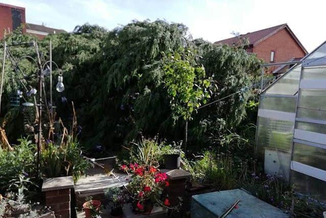 The trees narrowly missed Sonia's greenhouse