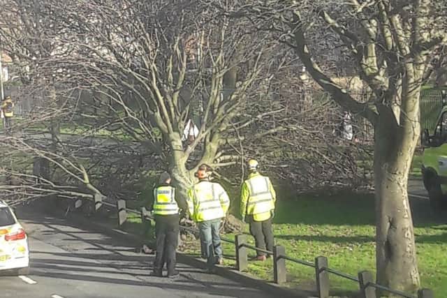 Fallen tree in Erskine Road, South Shields.