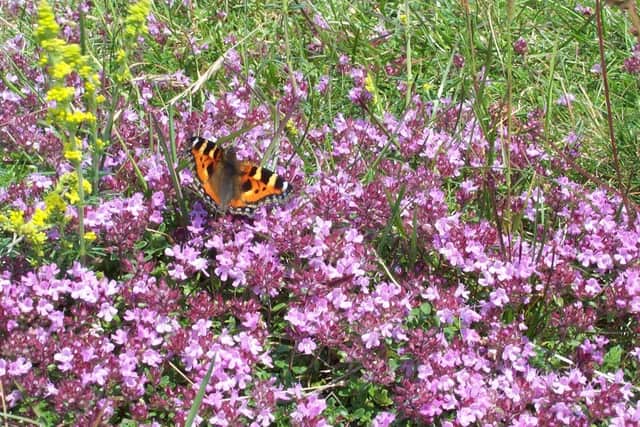 One of the butterflies and flowers on Cleadon Hills