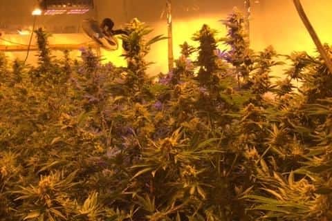 The cannabis farm has been estimated to be worth 90,000