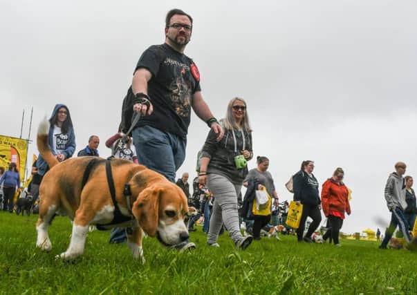Did you take part in this year's Great North Dog Walk? Picture: Johnston Press.