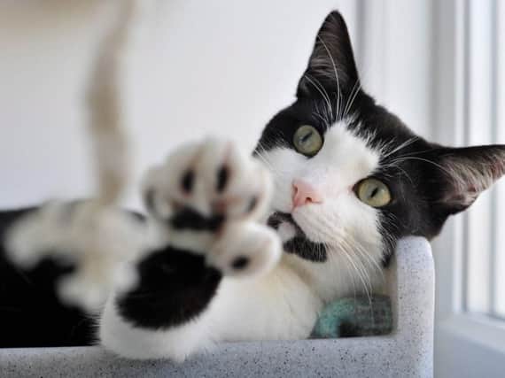 Wilbur, an unusual 'polydactyl' cat who has an additional digit on each foot.