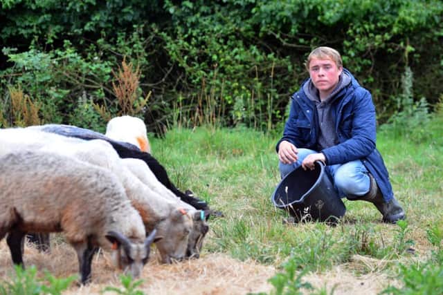 Hebburn sheep farmer Aaron Whitehouse is angry over vandals breaking his fence
