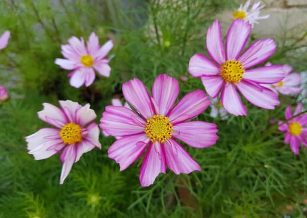 Drought-tolerant Cosmos.