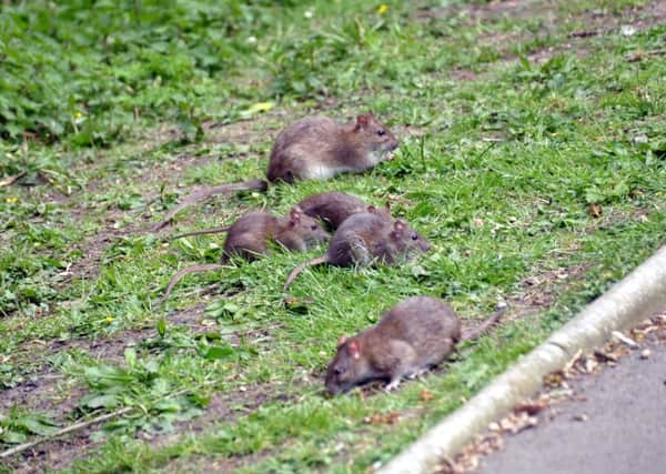 South Tyneside Council received more than 600 reports of rats last year