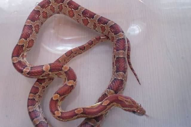 A corn snake similar to the one spotted in East Boldon.