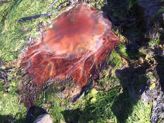 The jellyfish spotted by Carole Smith and her family. Picture: Carole Smith.
