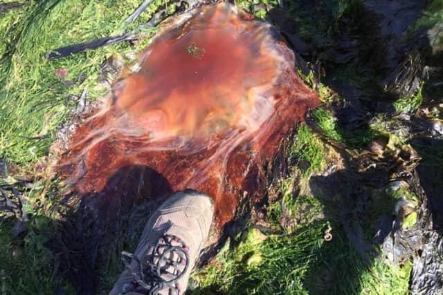 Did you spot any jellyfish at the coast yesterday? Picture: Carole Smith.