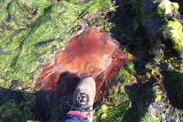 The tide was far out when the jellyfish was spotted. Picture: Carole Smith.
