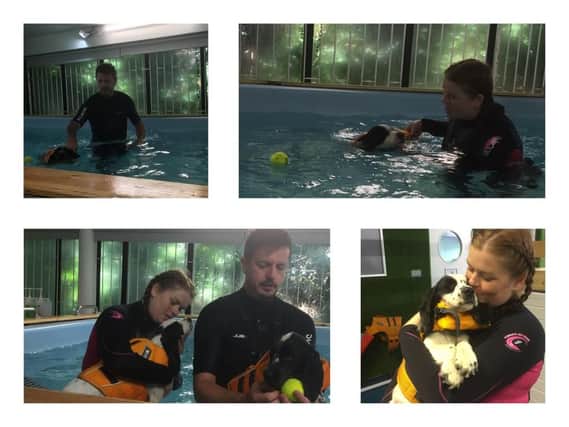 The puppies enjoying their hydrotherapy session at Woofs and Scruffs.