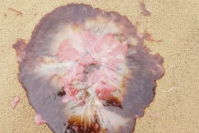 A jellyfish on the beach Picture: Sarah Souter.
