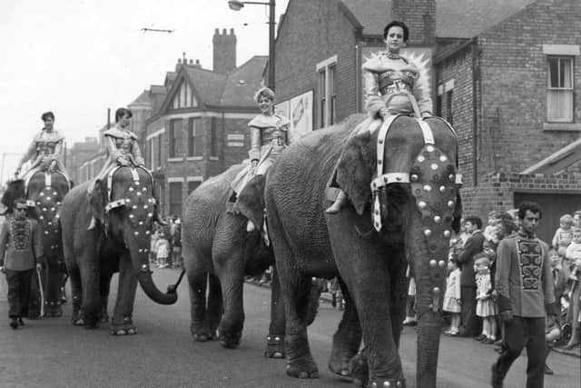 Circus elephants parading through the streets of South Shields.