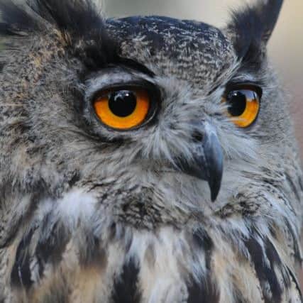 A European Eagle Owl