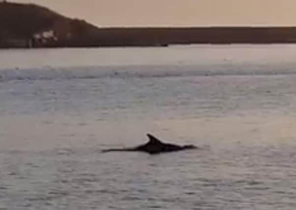 A dolphin off the South Shields coast. Picture from Billy Bone.