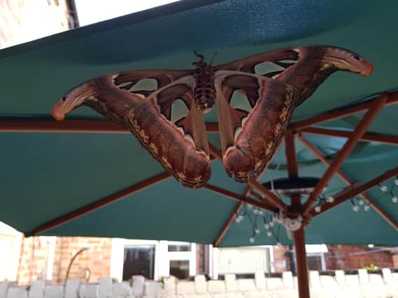The Atlas Moth was found at a home in Hebburn.
